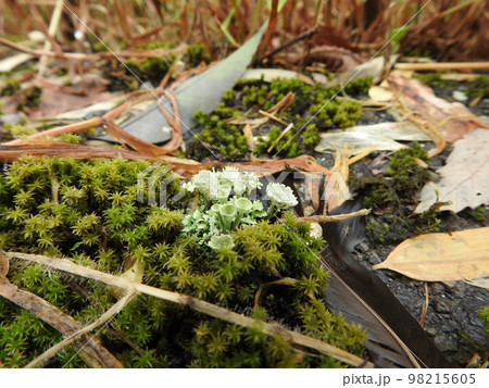 苔の間から空に小さな口を広げるヒメジョウゴゴケ 苔の間から空に小さな口を広げるヒメジョウゴゴケ 98215605