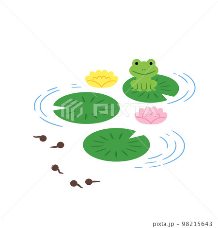 蓮の葉花とカエルとオタマジャクシ 蓮の葉花とカエルとオタマジャクシ 98215643
