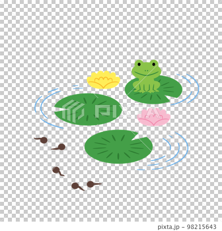 蓮の葉花とカエルとオタマジャクシ 蓮の葉花とカエルとオタマジャクシ 98215643