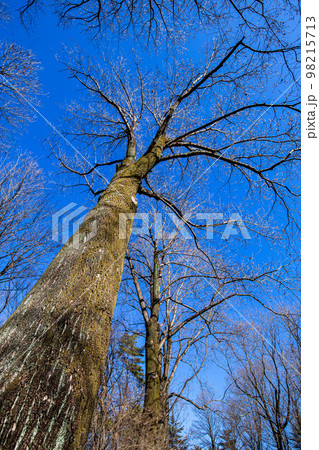冬のユリノキを見上げた光景 冬のユリノキを見上げた光景 98215713