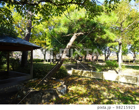 大阪城公園にある蓮如上人袈裟懸けの松(大阪府大阪市中央区)　2022年11月 98215925