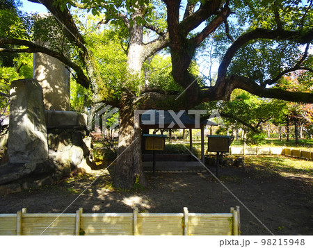 大阪城公園にある蓮如上人袈裟懸けの松(大阪府大阪市中央区)　2022年11月 98215948