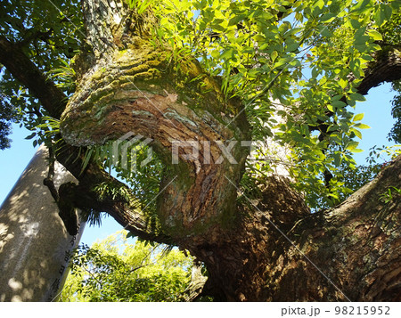 大阪城公園にある蓮如上人袈裟懸けの松(大阪府大阪市中央区)　2022年11月 98215952