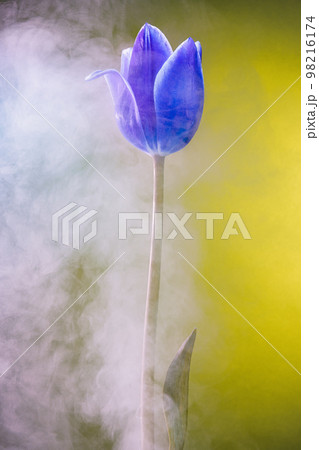 Abstract fantasy with blue tulip in colored light and fog or smoke Abstract fantasy with blue tulip in colored light and fog or smoke 98216174