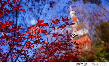 紅葉と東京タワー 紅葉と東京タワー 98216206