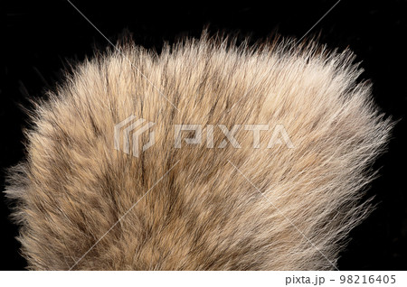 Real grey wolf fur, close-up, from above. Wolf pelt with silky, fluffy and bushy fur fibers, primarily used for scarfs. Thick growth of hair that covers the skin of gray wolves, Canis lupus, a canine. 98216405