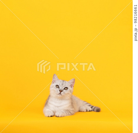 Small white kitten with black stripes, cat Scottish fold breed and looking over on orange background 98216661