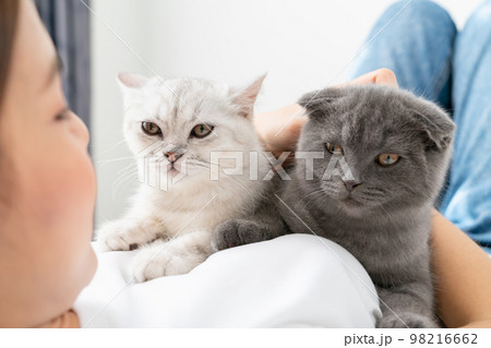 Woman sit on bed and playing small Scottish kitten on the room. 98216662