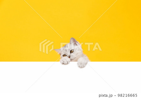 Small white kitten head with black stripes, paw up on blank white paper, cat Scottish fold breed 98216665