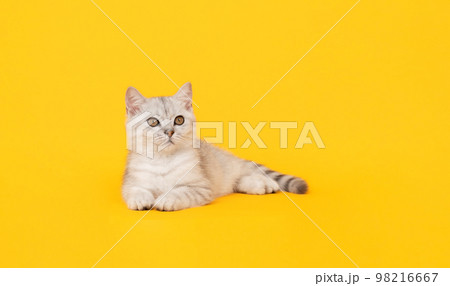 Small white kitten with black stripes, cat Scottish fold breed and looking over 98216667