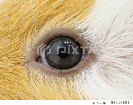 モルモットの目 98216891