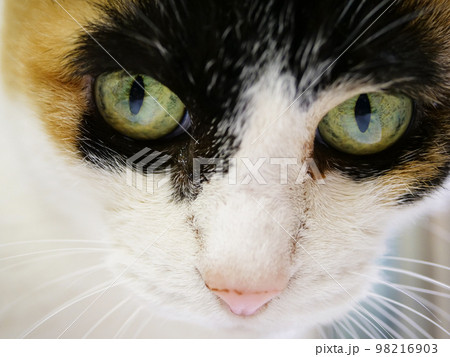 三毛猫の顔のドアップ 98216903