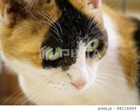 三毛猫の顔 三毛猫の顔 98216904