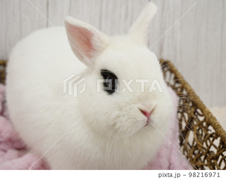 目が大きく見えるドワーフホト 目が大きく見えるドワーフホト 98216971