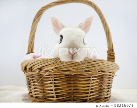かごから顔出したドワーフホト 98216973