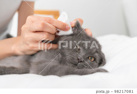 Hand use cotton with earwax cleaning of small blue-black kitten of the Scottish fold. Hand use cotton with earwax cleaning of small blue-black kitten of the Scottish fold. 98217081