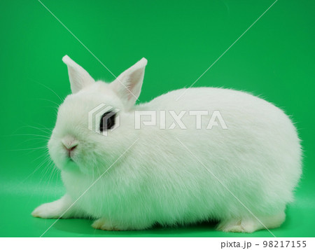 ころころした体形のドワーフホト 98217155