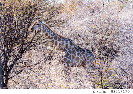 Closeup of an Angolan Giraffe hiding in the Bushes Closeup of an Angolan Giraffe hiding in the Bushes 98217170