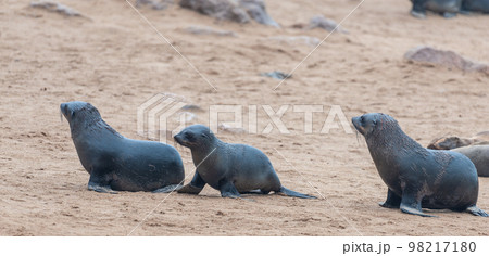 Seal colony at the Skeleton Coast 98217180