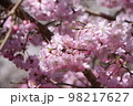 紀北の桜 98217627
