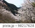 紀北の桜 98217628