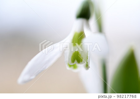 春の訪れ、ハート模様の一輪のスノードロップ 春の訪れ、ハート模様の一輪のスノードロップ 98217768