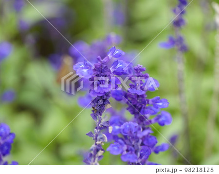 谷津散策 98218128