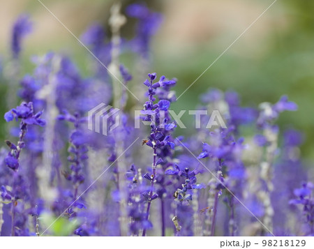 谷津散策 98218129