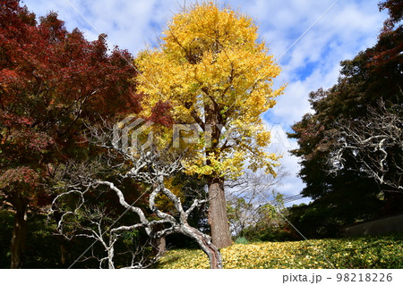 鎌倉の秋 鎌倉の秋 98218226