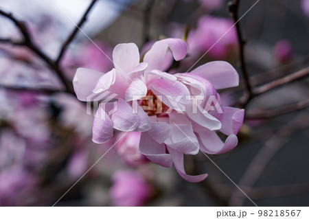 春の便り シデコブシの花が咲いたよ 春の便り シデコブシの花が咲いたよ 98218567