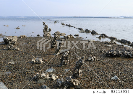 汐川干潟で牡蠣が積み重なって柱となっている 98218952