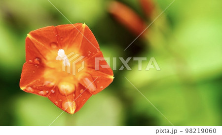 開花したマルバルコウソウのポートレート 98219060