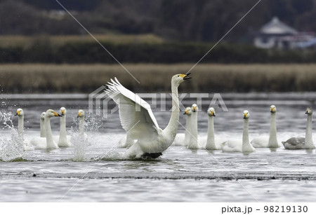 北国に冬に訪れる水鳥、純白のオオハクチョウ 98219130