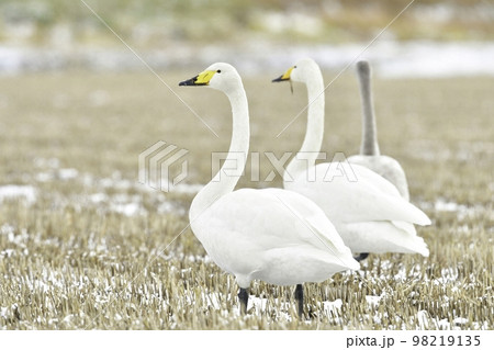 北国に冬に訪れる水鳥、純白のオオハクチョウ 98219135