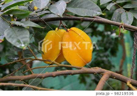 スターフルーツ　五歛子の実 98219536