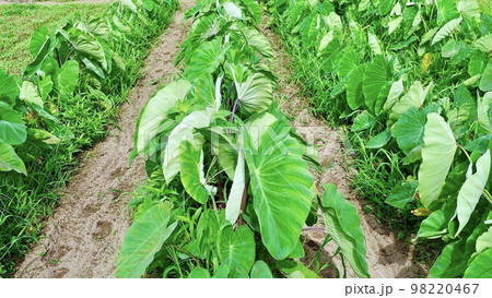 夏の青々とした里芋畑 98220467