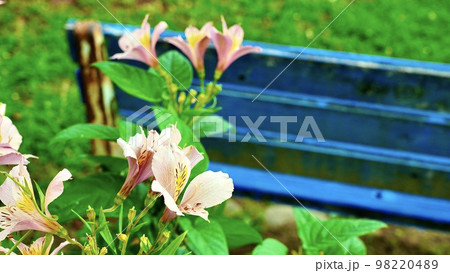 公園に咲くピンクのアルストロメリア 98220489