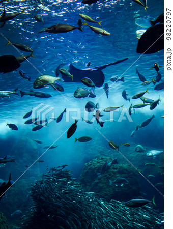 水族館　水槽の中を中を気持ちよさそうに泳ぐ魚たち 98220797