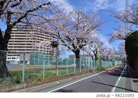 世田谷・日本大学櫻丘高校と日本大学文理学部陸上競技場間の桜並木 世田谷・日本大学櫻丘高校と日本大学文理学部陸上競技場間の桜並木 98221005