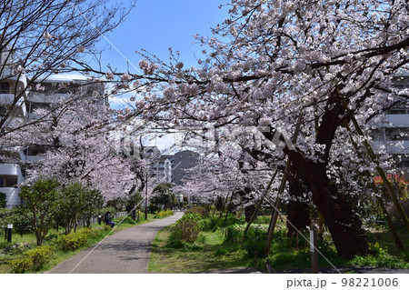 世田谷・船橋5丁目の烏山川緑道の桜 世田谷・船橋5丁目の烏山川緑道の桜 98221006