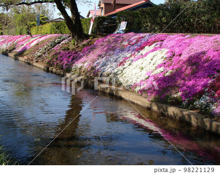 芝桜 芝桜 98221129