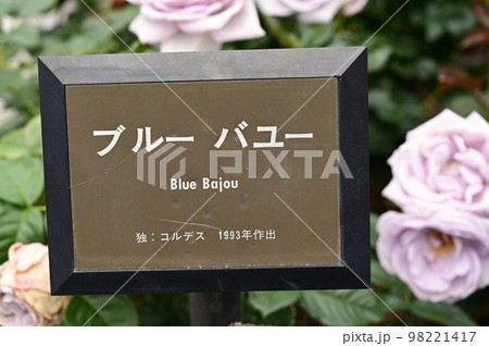 バラ(ブルーバユー)と名札 バラ(ブルーバユー)と名札 98221417
