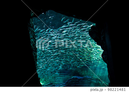 水族館　岩場を気持ちよさそうに泳ぐ魚の群れ 98221481