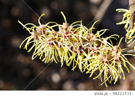 マンサク（満作） 98221515