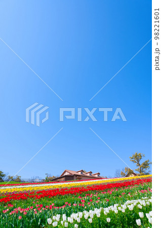 【大阪府】4月・爽やかな春、透き通った青空、満開のチューリップで賑わう緑のミュージアムハーベストの丘 【大阪府】4月・爽やかな春、透き通った青空、満開のチューリップで賑わう緑のミュージアムハーベストの丘 98221601