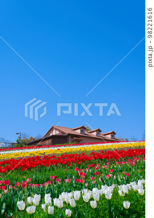 【大阪府】4月・爽やかな春、透き通った青空、満開のチューリップで賑わう緑のミュージアムハーベストの丘 【大阪府】4月・爽やかな春、透き通った青空、満開のチューリップで賑わう緑のミュージアムハーベストの丘 98221616