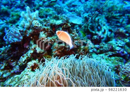 ハナビラクマノミ 98221630