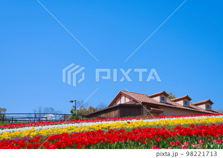 【大阪府】4月・爽やかな春、透き通った青空、満開のチューリップで賑わう緑のミュージアムハーベストの丘 【大阪府】4月・爽やかな春、透き通った青空、満開のチューリップで賑わう緑のミュージアムハーベストの丘 98221713