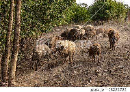 Mangalica Pigs on outdoor pasture. 98221725