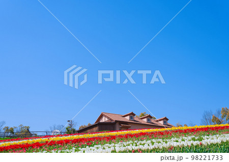 【大阪府】4月・爽やかな春、透き通った青空、満開のチューリップで賑わう緑のミュージアムハーベストの丘 98221733